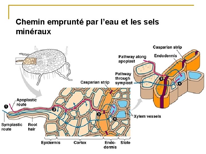 Chemin emprunté par l’eau et les sels minéraux 