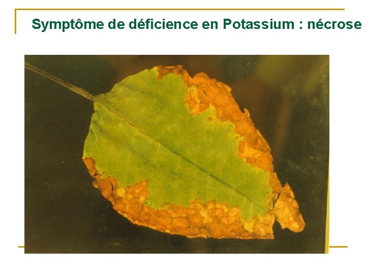 Symptôme de déficience en Potassium : nécrose 