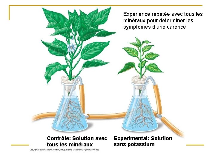 Expérience répétée avec tous les minéraux pour déterminer les symptômes d’une carence Contrôle: Solution