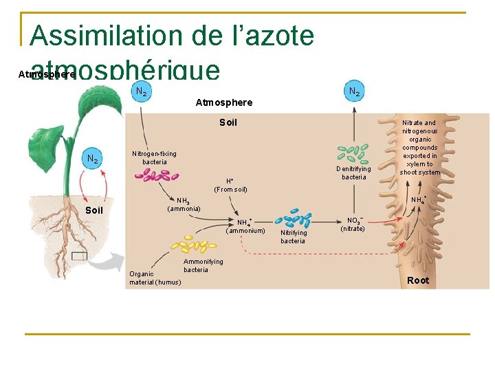 Assimilation de l’azote atmosphérique Atmosphere N 2 Soil N 2 Nitrogen-fixing bacteria Denitrifying bacteria