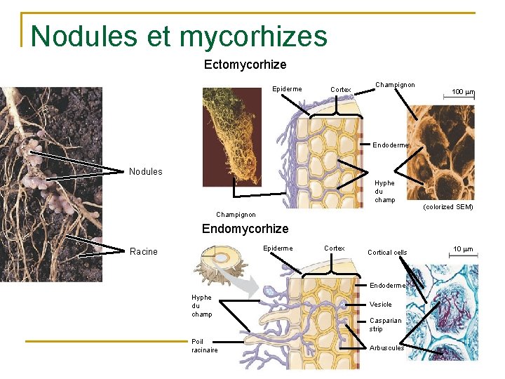 Nodules et mycorhizes Ectomycorhize Epiderme Cortex Champignon 100 m Endoderme Nodules Hyphe du champ