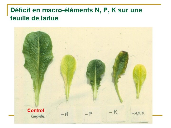 Déficit en macro-éléments N, P, K sur une feuille de laitue Control 