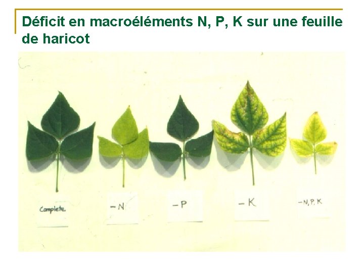 Déficit en macroéléments N, P, K sur une feuille de haricot 