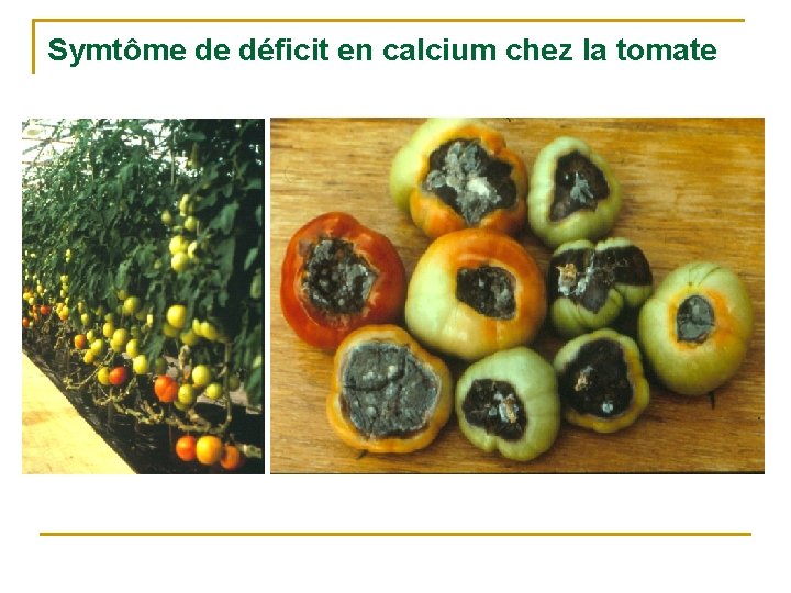 Symtôme de déficit en calcium chez la tomate 