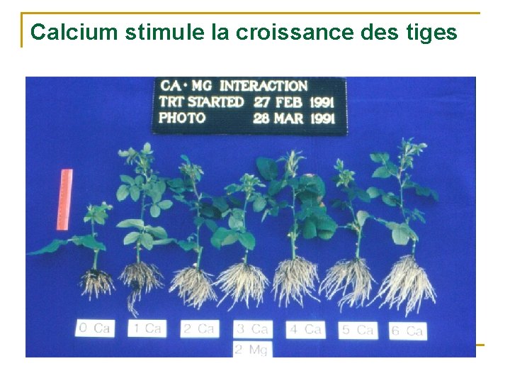 Calcium stimule la croissance des tiges 