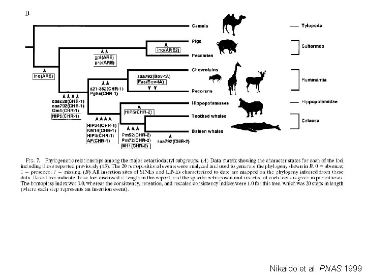 Nikaido et al. PNAS 1999 