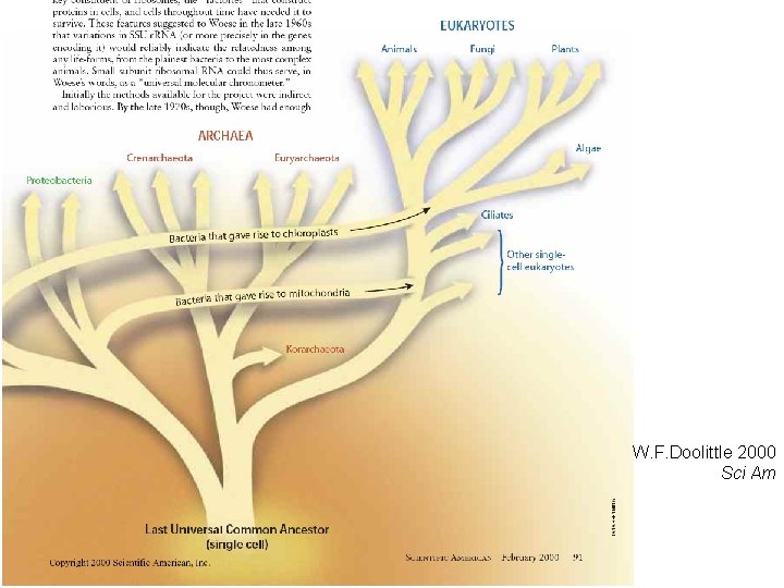 W. F. Doolittle 2000 Sci Am 