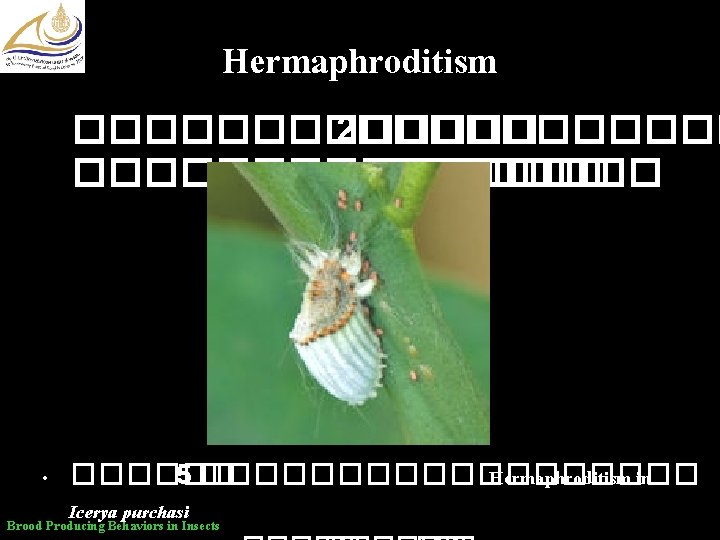 Hermaphroditism ������� 2����������� • ������ 5 ��������� Hermaphroditism in Icerya purchasi Brood Producing Behaviors