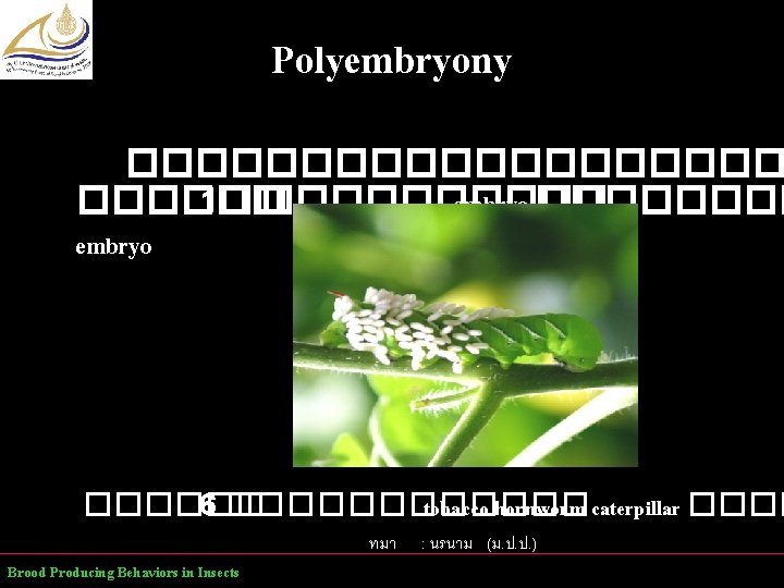 Polyembryony ���������� 1�� ����� embryo ������ 6 ������ tobacco hornworm caterpillar ���� Brood Producing