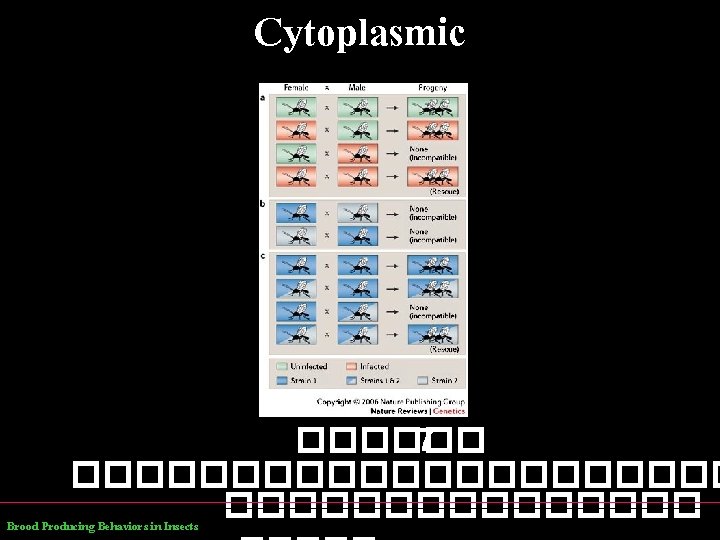 Cytoplasmic ������ 7 ����������� Brood Producing Behaviors in Insects 