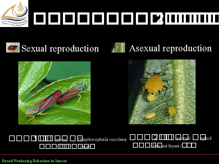������� 2 ���� Sexual reproduction Asexual reproduction 2 ���� asexual �� aphid ������ 1