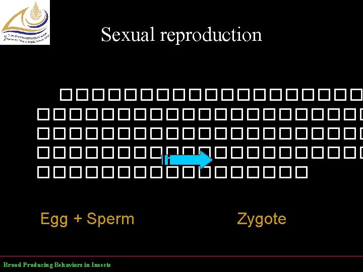 Sexual reproduction ��������������������� ��������� Egg + Sperm Brood Producing Behaviors in Insects Zygote 
