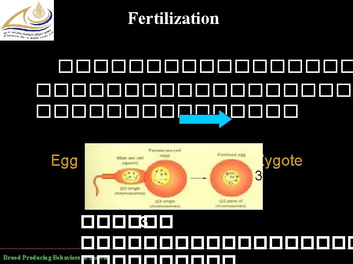 Fertilization ������������������� Egg + Sperm Zygote 3 ������������ Brood Producing Behaviors in Insects 