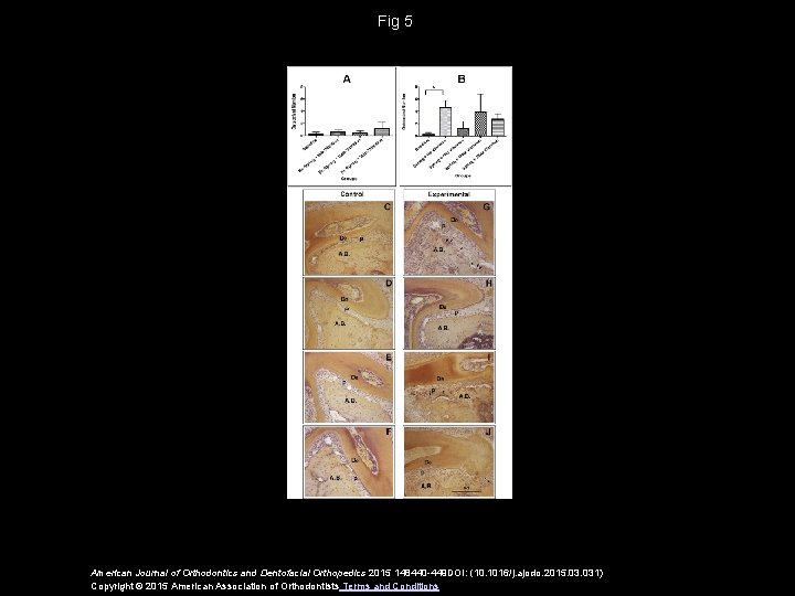 Fig 5 American Journal of Orthodontics and Dentofacial Orthopedics 2015 148440 -449 DOI: (10.