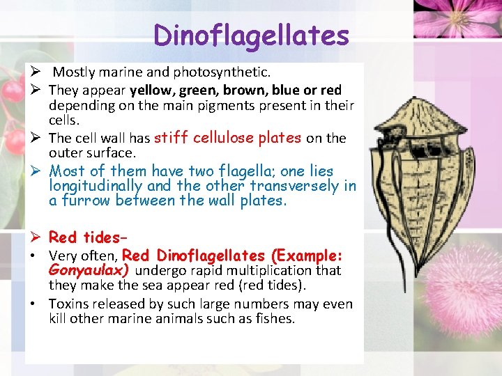 Dinoflagellates Ø Mostly marine and photosynthetic. Ø They appear yellow, green, brown, blue or
