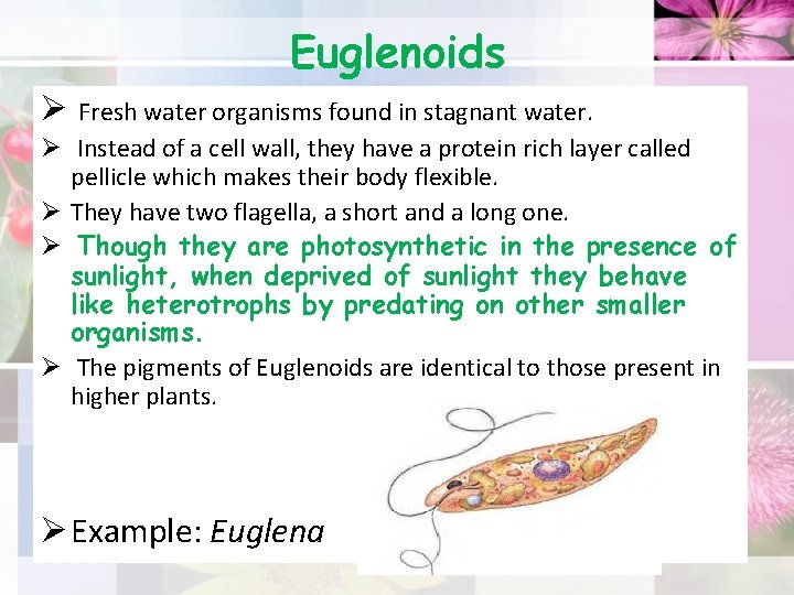 Euglenoids Ø Fresh water organisms found in stagnant water. Ø Instead of a cell