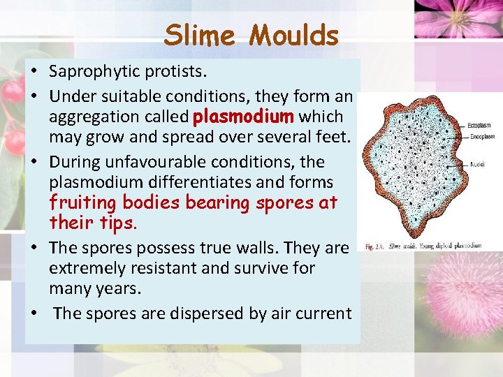 Slime Moulds • Saprophytic protists. • Under suitable conditions, they form an aggregation called