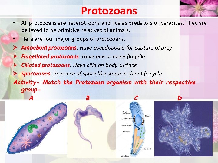 Protozoans • All protozoans are heterotrophs and live as predators or parasites. They are