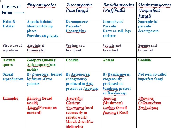 Classes of Fungi plants 