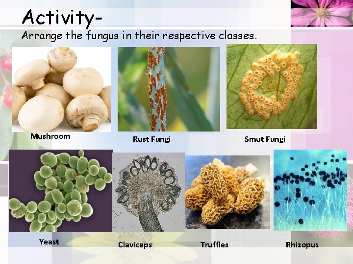 Activity- Arrange the fungus in their respective classes. Mushroom Yeast Rust Fungi Claviceps Smut