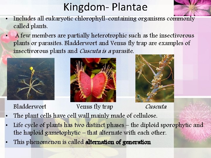 Kingdom- Plantae • Includes all eukaryotic chlorophyll-containing organisms commonly called plants. • A few