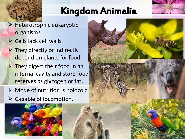 Kingdom Animalia Ø Heterotrophic eukaryotic organisms Ø Cells lack cell walls Ø They directly