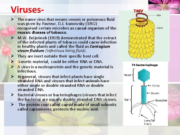 VirusesØ The name virus that means venom or poisonous fluid was given by Pasteur.