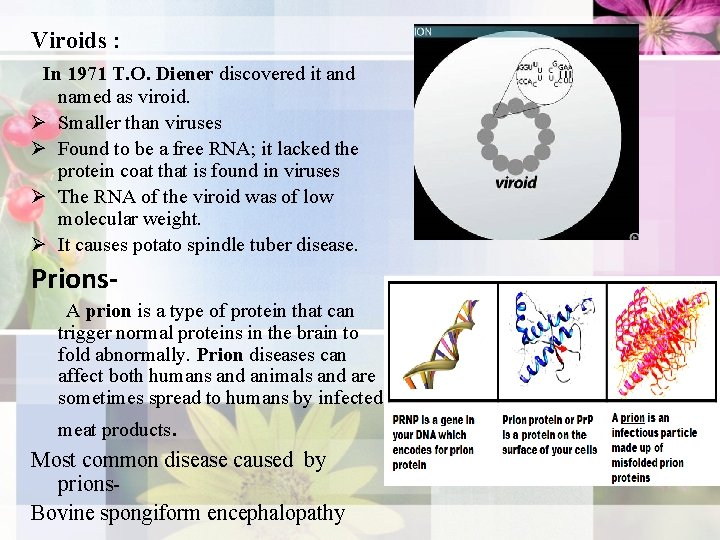 Viroids : In 1971 T. O. Diener discovered it and named as viroid. Ø