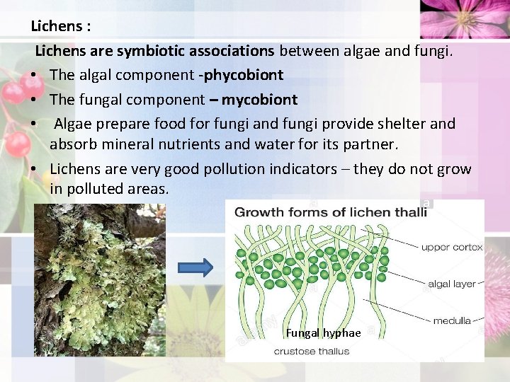 Lichens : Lichens are symbiotic associations between algae and fungi. • The algal component