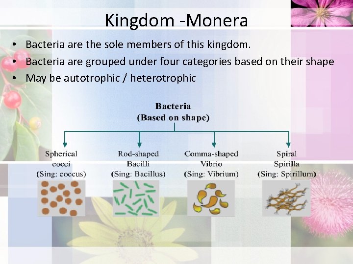 Kingdom -Monera • Bacteria are the sole members of this kingdom. • Bacteria are