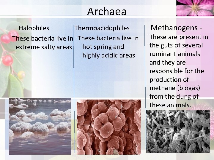 Archaea Halophiles Thermoacidophiles Methanogens These bacteria live in These are present in the guts