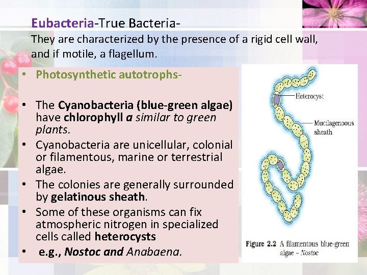 Eubacteria-True Bacteria- They are characterized by the presence of a rigid cell wall, and