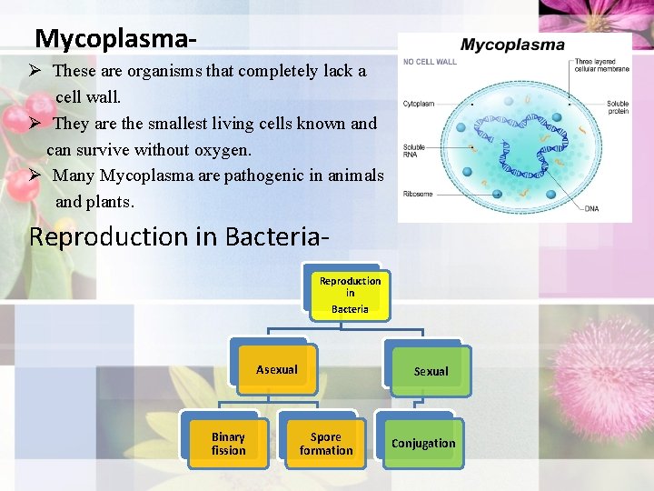  MycoplasmaØ These are organisms that completely lack a cell wall. Ø They are