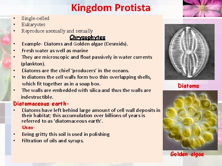 Kingdom Protista • • • Single-celled Eukaryotes Reproduce asexually and sexually Chrysophytes • Example-