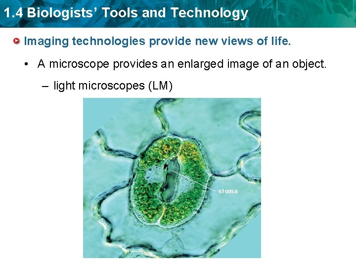 1. 4 Biologists’ Tools and Technology Imaging technologies provide new views of life. •