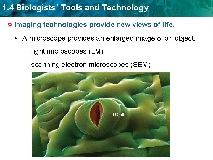 1. 4 Biologists’ Tools and Technology Imaging technologies provide new views of life. •