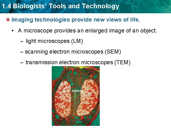 1. 4 Biologists’ Tools and Technology Imaging technologies provide new views of life. •