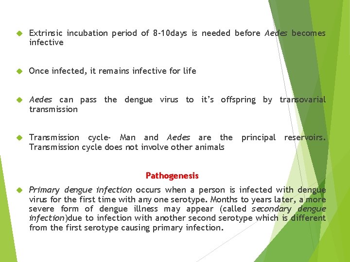  Extrinsic incubation period of 8 -10 days is needed before Aedes becomes infective