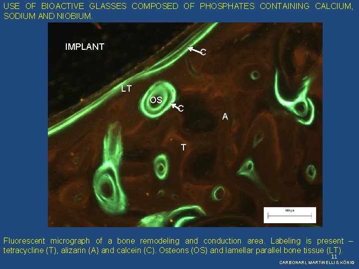 USE OF BIOACTIVE GLASSES COMPOSED OF PHOSPHATES CONTAINING CALCIUM, SODIUM AND NIOBIUM. IMPLANT C