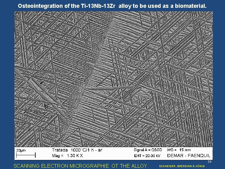 Osteointegration of the Ti-13 Nb-13 Zr alloy to be used as a biomaterial. SCANNING