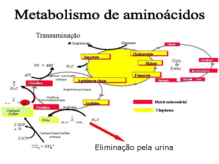 Transaminação -Cetoglutarato Glutamato Citrato - Aspartato PPi + AMP ATP Pi + H 2