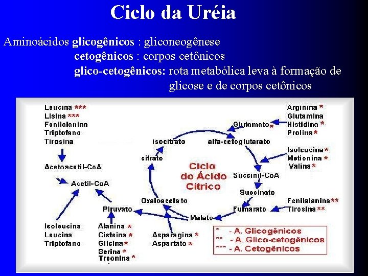 Ciclo da Uréia Aminoácidos glicogênicos : gliconeogênese cetogênicos : corpos cetônicos glico-cetogênicos: rota metabólica