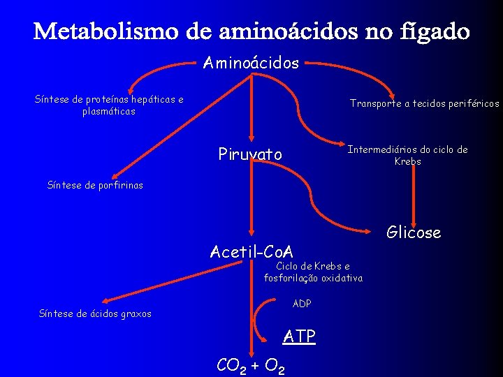 Aminoácidos Síntese de proteínas hepáticas e plasmáticas Transporte a tecidos periféricos Piruvato Intermediários do