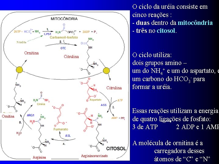 O ciclo da uréia consiste em cinco reações : - duas dentro da mitocôndria