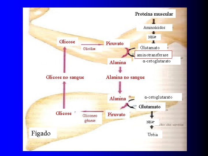 Proteína muscular Aminoácidos NH 4+ Glicose Piruvato Glicólise Alanina Glicose no sangue Glutamato aminotransferase