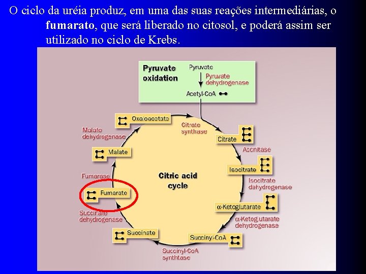 O ciclo da uréia produz, em uma das suas reações intermediárias, o fumarato, que