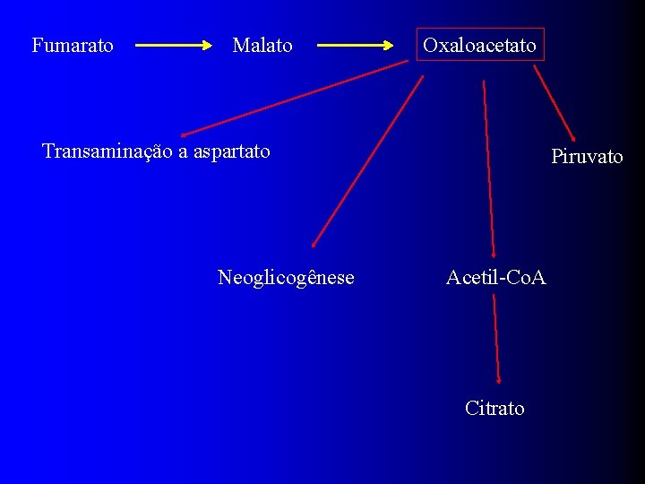 Fumarato Malato Oxaloacetato Transaminação a aspartato Neoglicogênese Piruvato Acetil-Co. A Citrato 