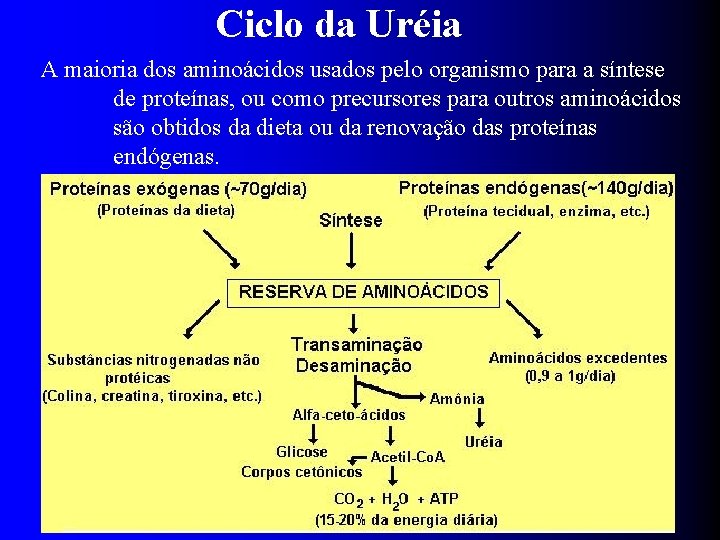Ciclo da Uréia A maioria dos aminoácidos usados pelo organismo para a síntese de