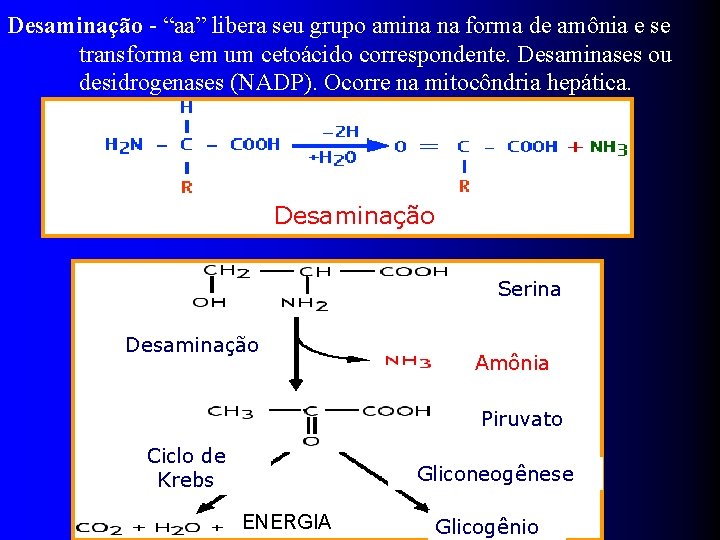 Desaminação - “aa” libera seu grupo amina na forma de amônia e se transforma