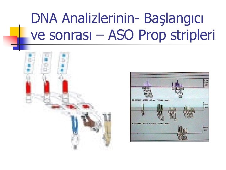 DNA Analizlerinin- Başlangıcı ve sonrası – ASO Prop stripleri 